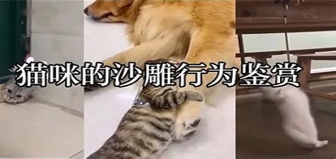 香蕉视频 - 萌宠日常分享